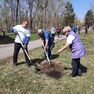 В Арсеньеве высажены деревья в рамках акции «Сад памяти»