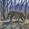 Более 600 имен предложено для дальневосточного леопарда