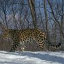 «Новый год с леопардом» встретили соседи заповедника